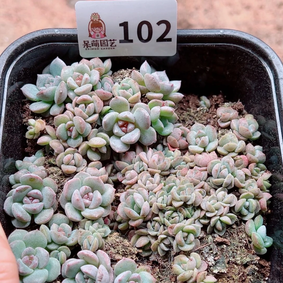 多肉植物多肉植物