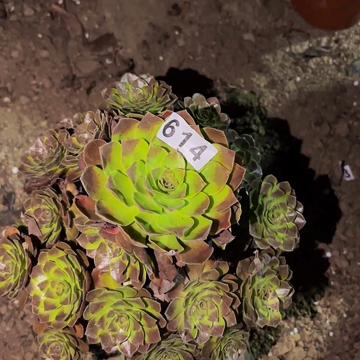 614桃花石多肉植物不售后