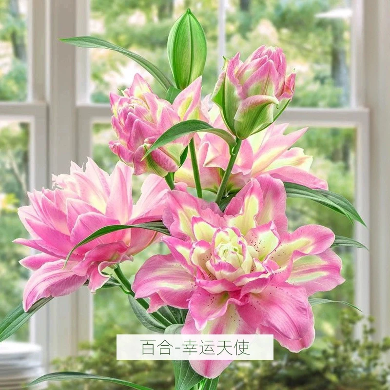 【带芽】稀有重瓣香水百合种球四季开花室内外盆栽鲜花浓香型易开花