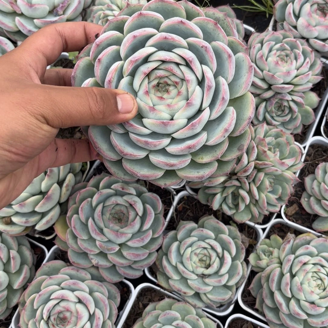 萌*?萌宠的老庄多肉植物