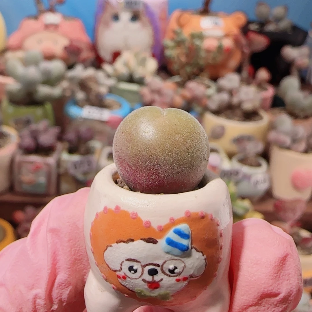 T圆圆小毛翠盆口1cm