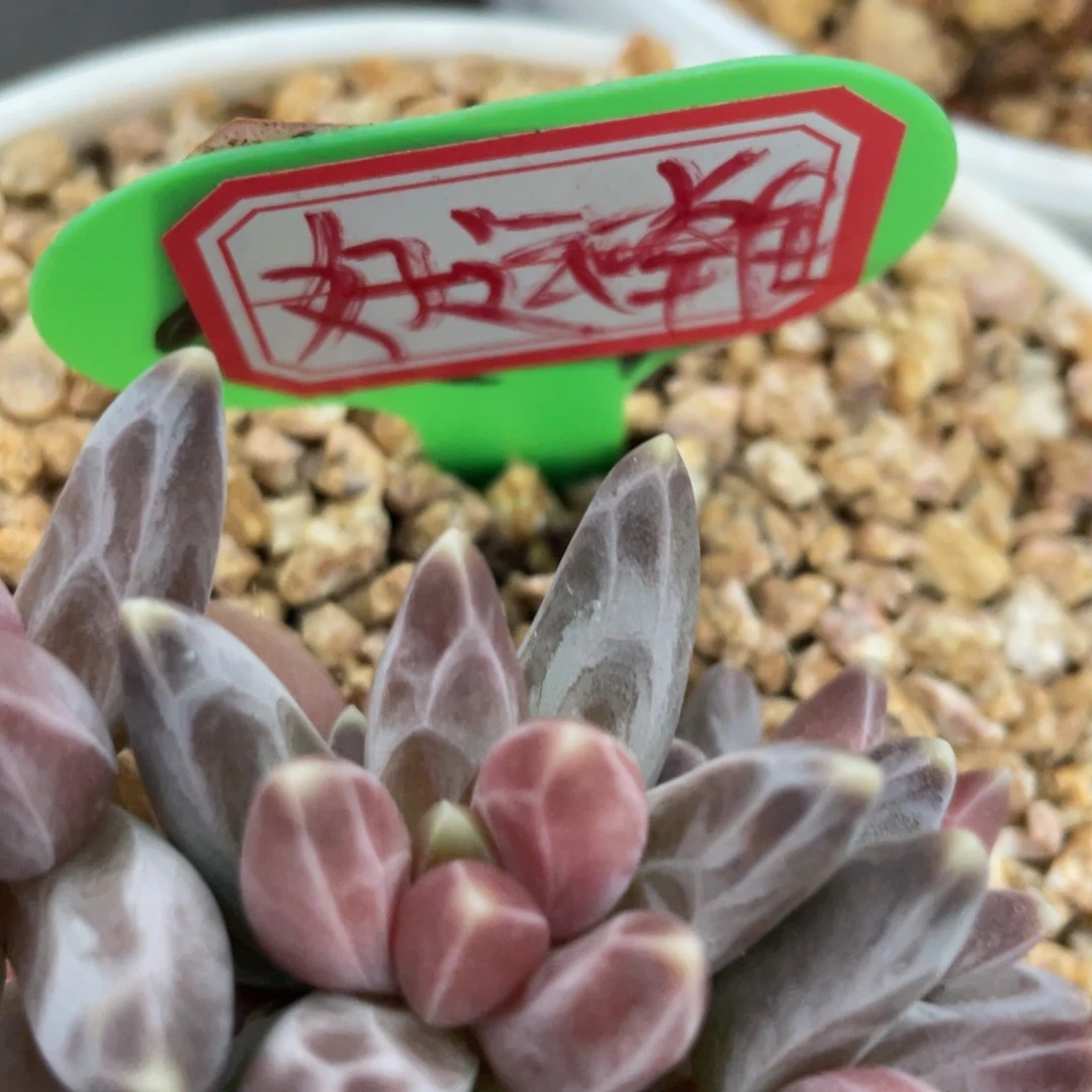 ?***在姐姐说她真的不是一般