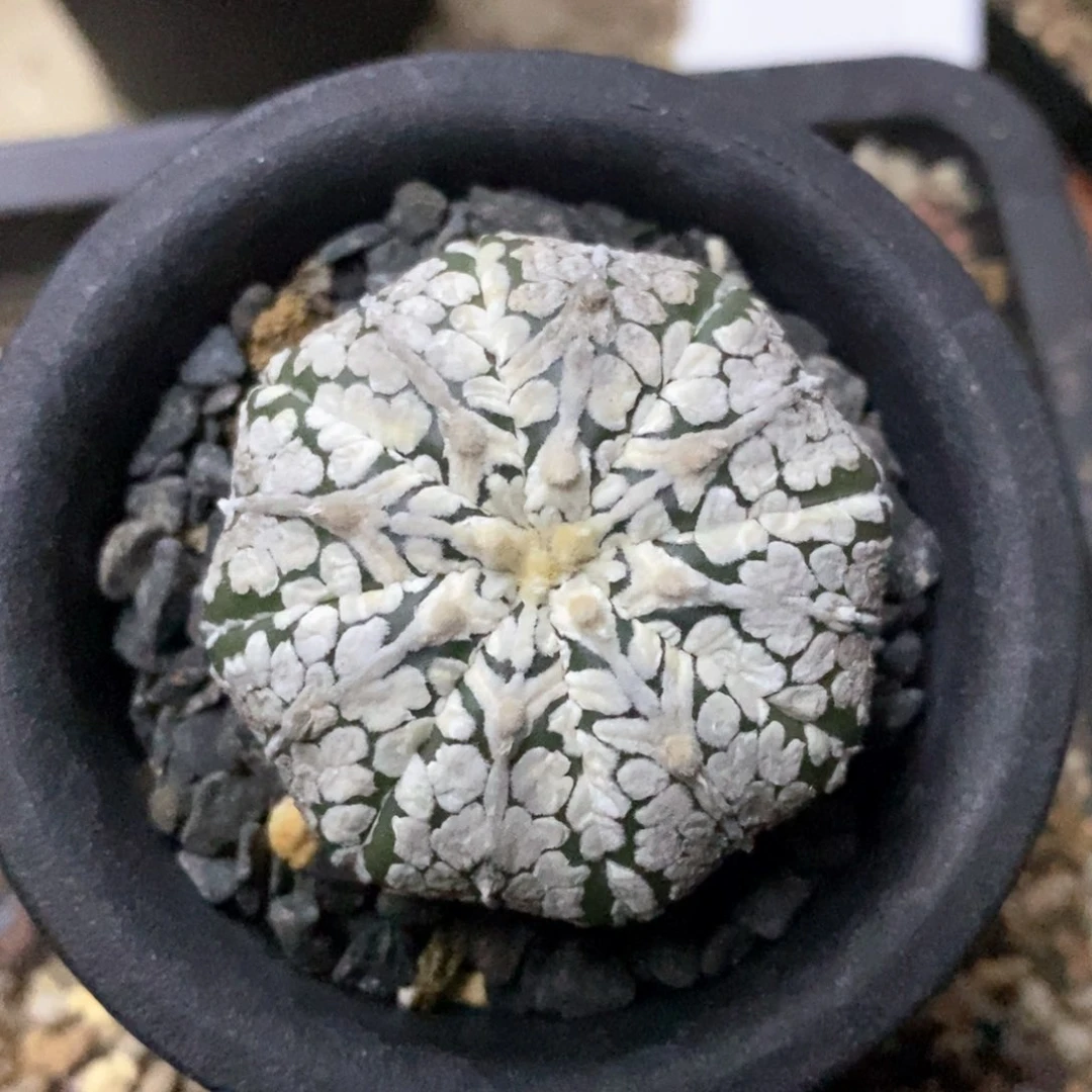 果*儿仙人球的世界里有