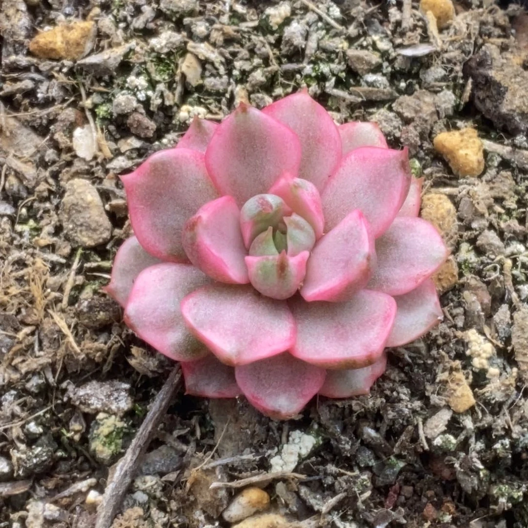 45血燕锦锦锦锦锦锦锦锦锦