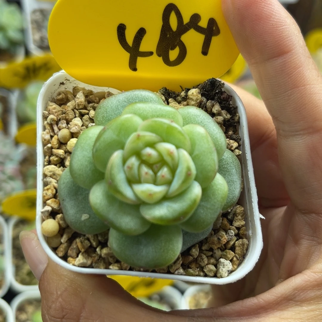 肥圆秃珍妮单头4184