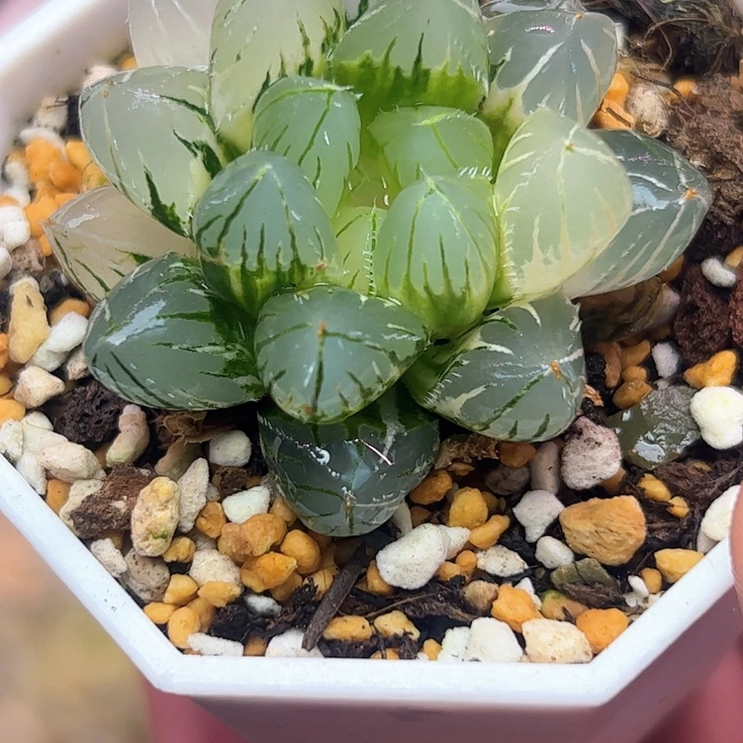 oh锦十二卷多肉十二卷