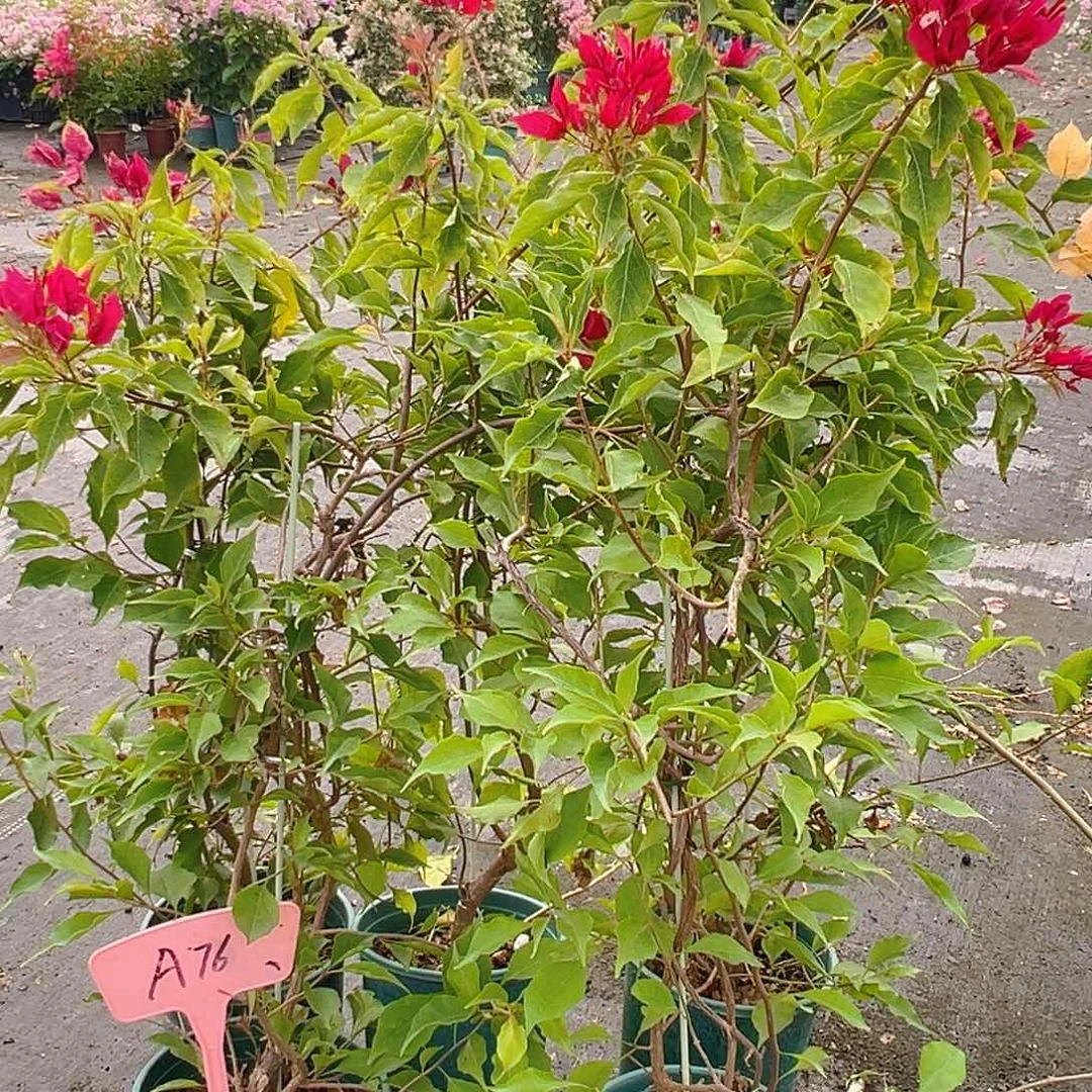 当前无花栽培后可以开花A76酒红桑巴带竹一棵