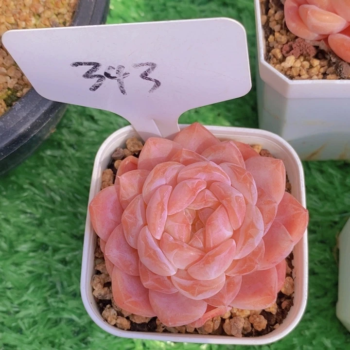 多肉植物，开心多肉