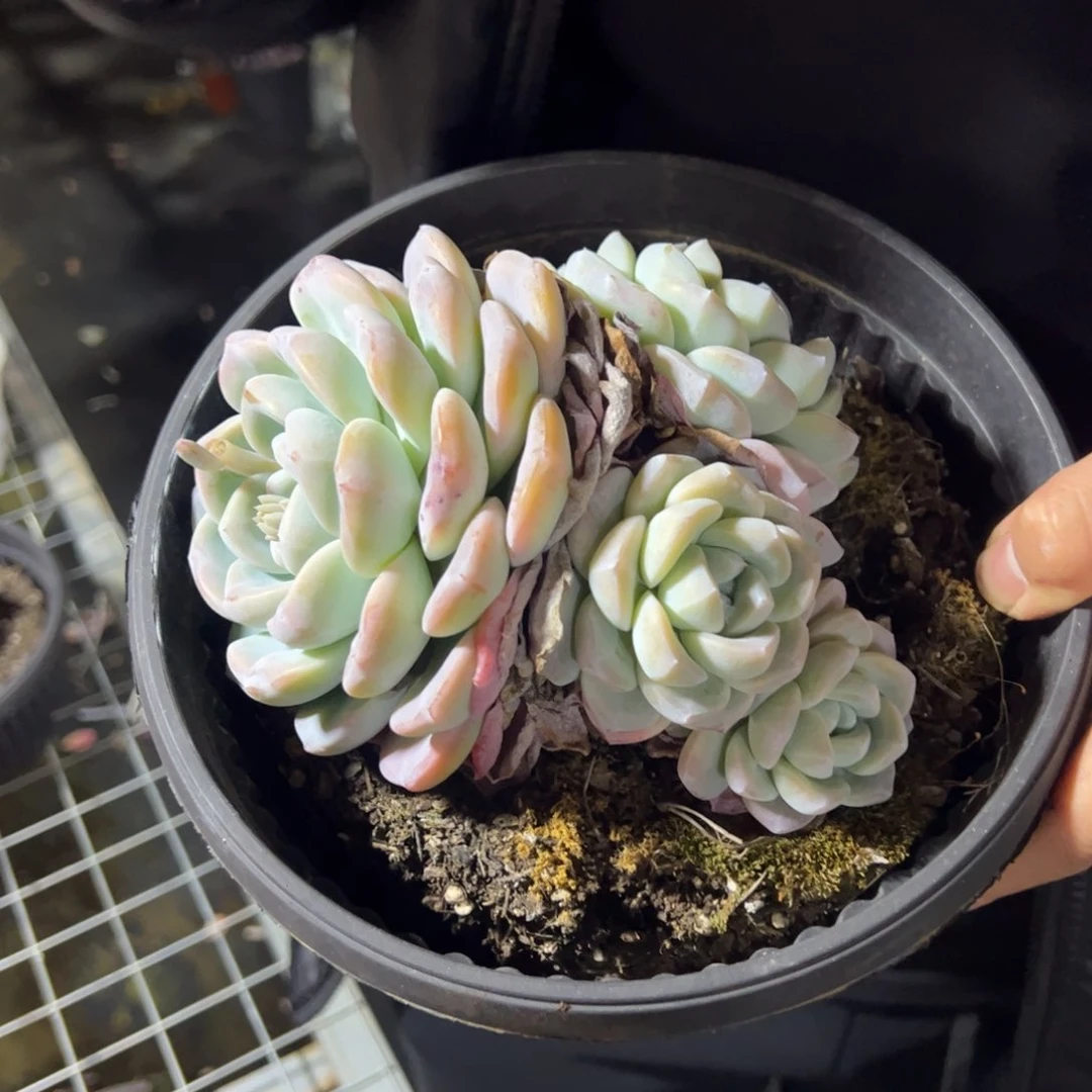 冰玉大盆四头起发