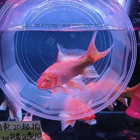 海水鱼红色普身蝴蝶大鳍大尾