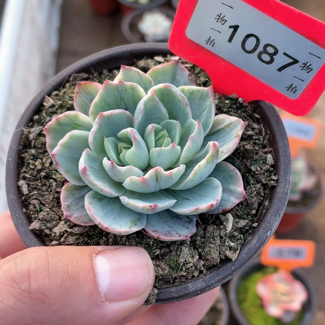 【闪购商品】1087号