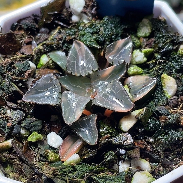 597花影锦特选福利