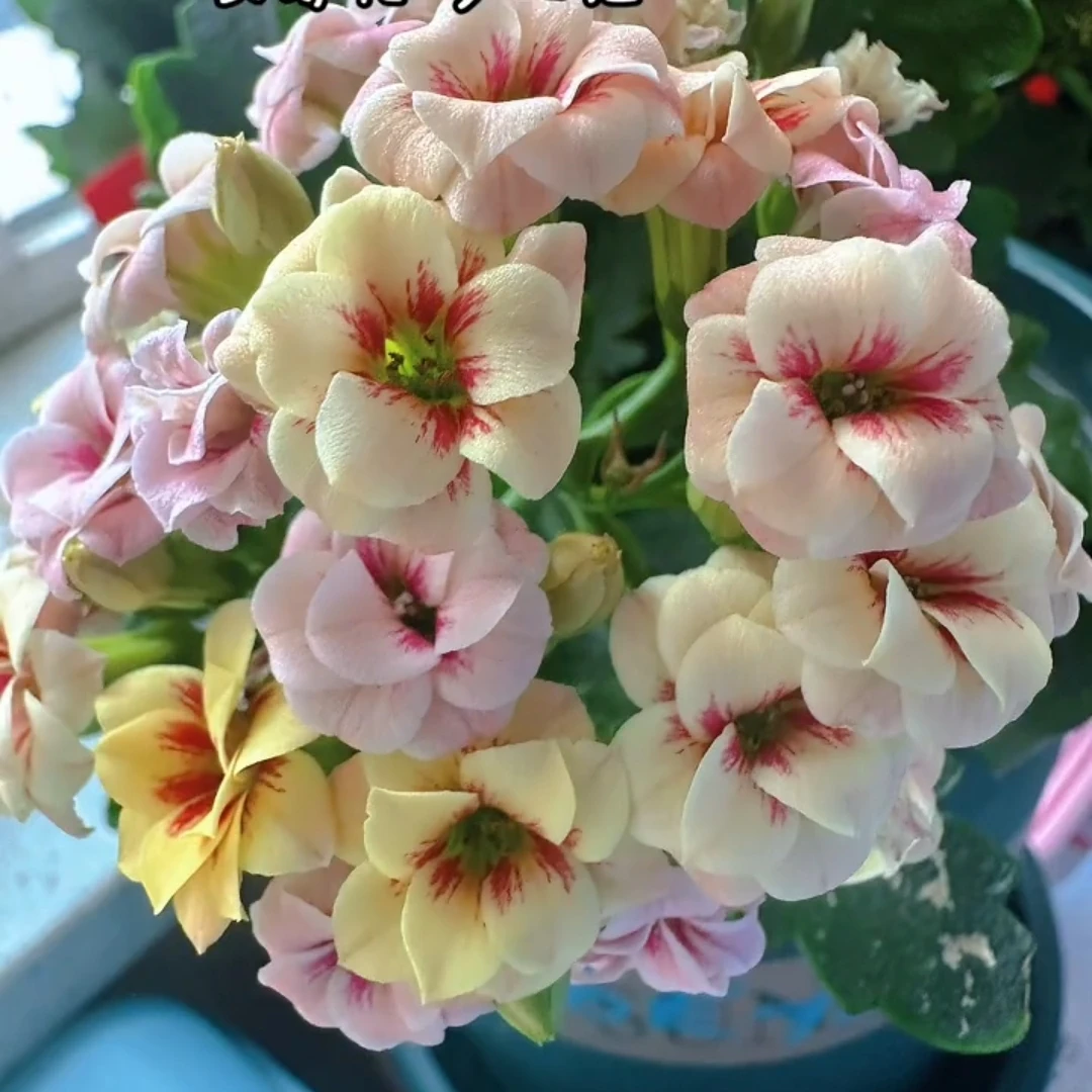 110盆【多比猫眼】复色年宵花稀有品种精品长寿