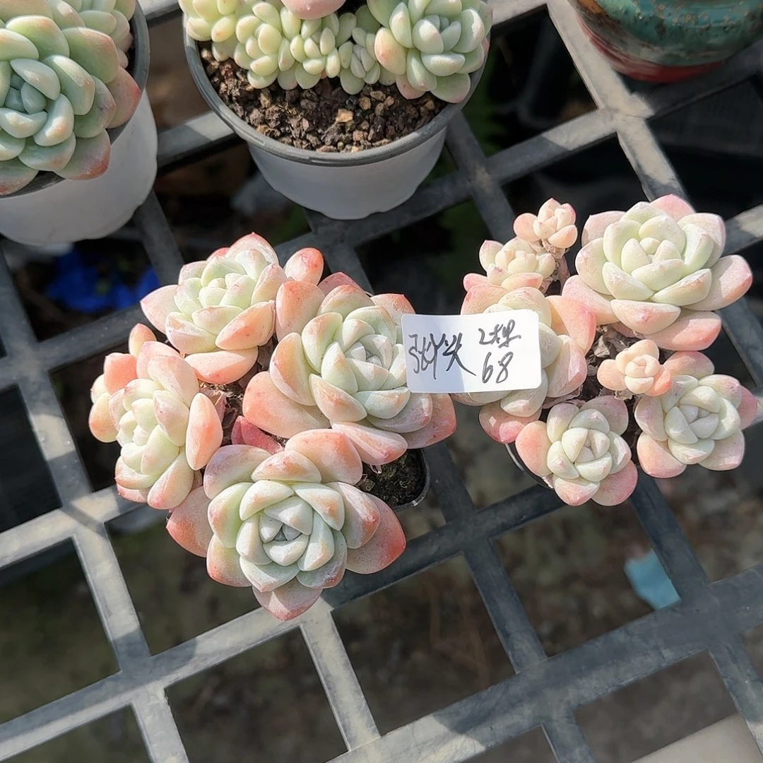 张丫头冰玉2棵68元