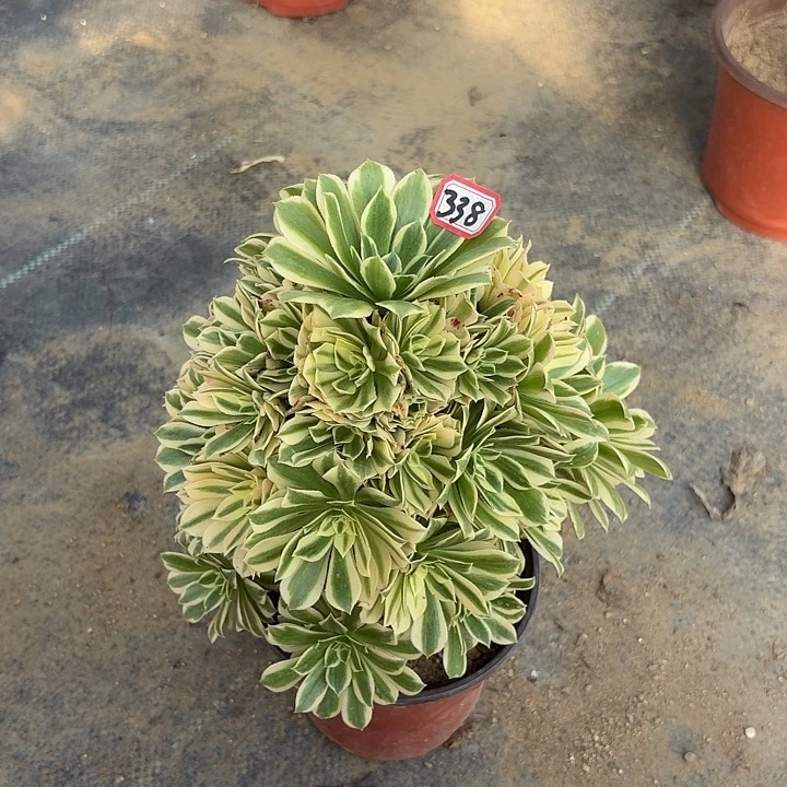 艳凝338多肉植物法师