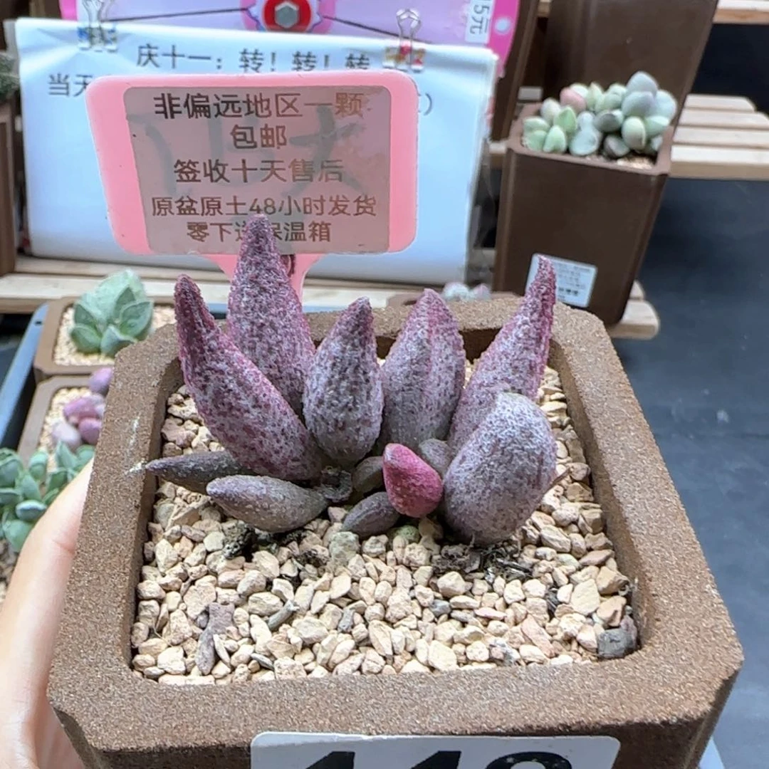 449猪尾巴多肉植物