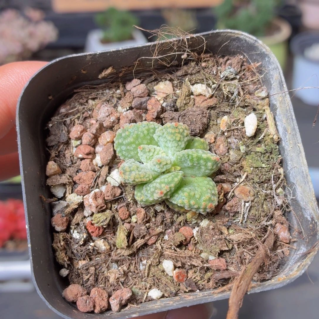 火星兔子多肉9.9包邮发货