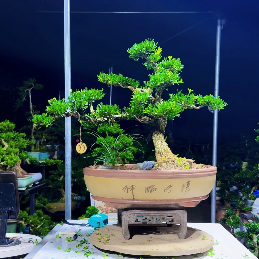 当前无花栽培后可以开花黄杨木