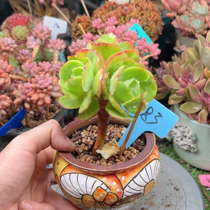 多肉植物一物一拍283