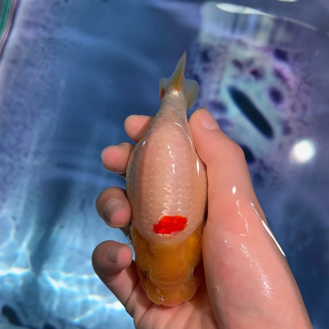 海水鱼买够三条顺丰包邮陆运