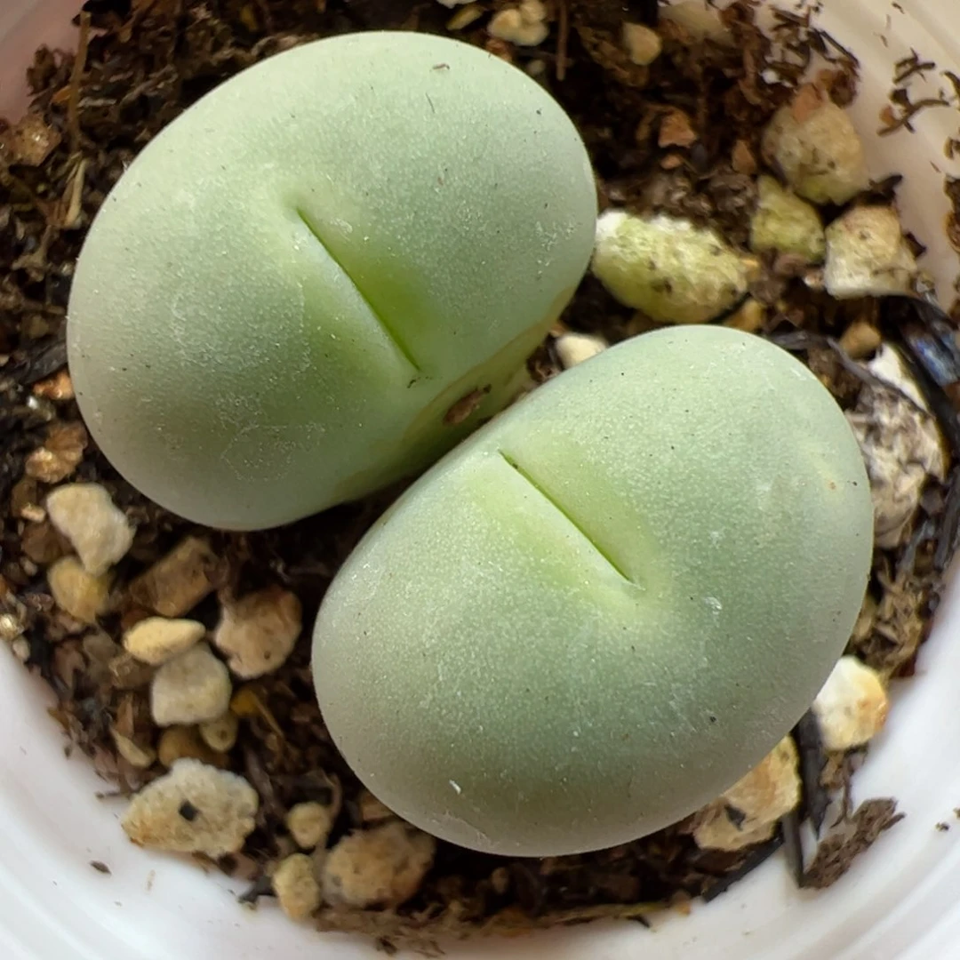 【闪购商品】218 鸽子蛋