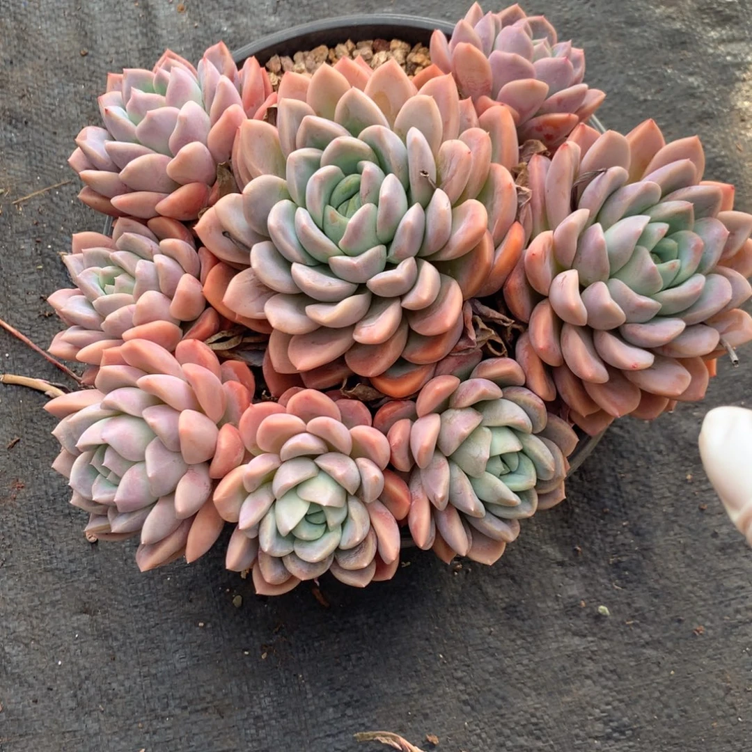 尚***尚杂交00000000000000