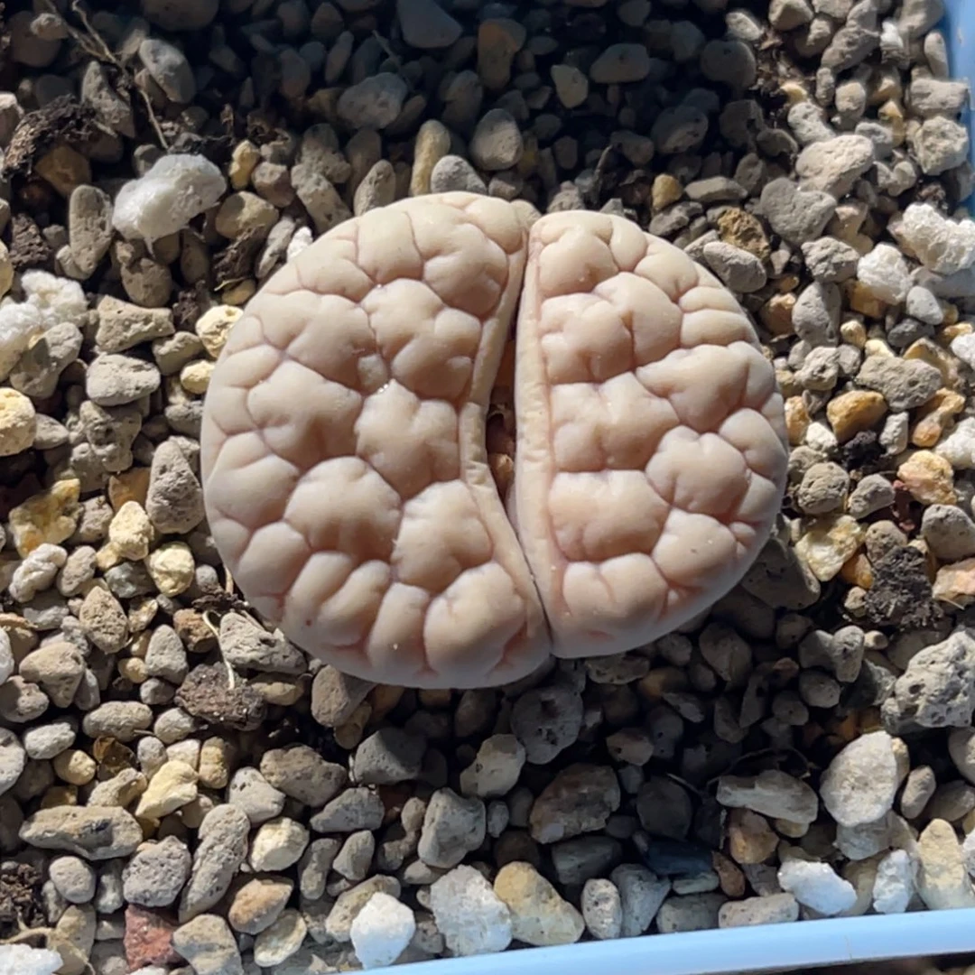 8035凹凸脑纹189一颗