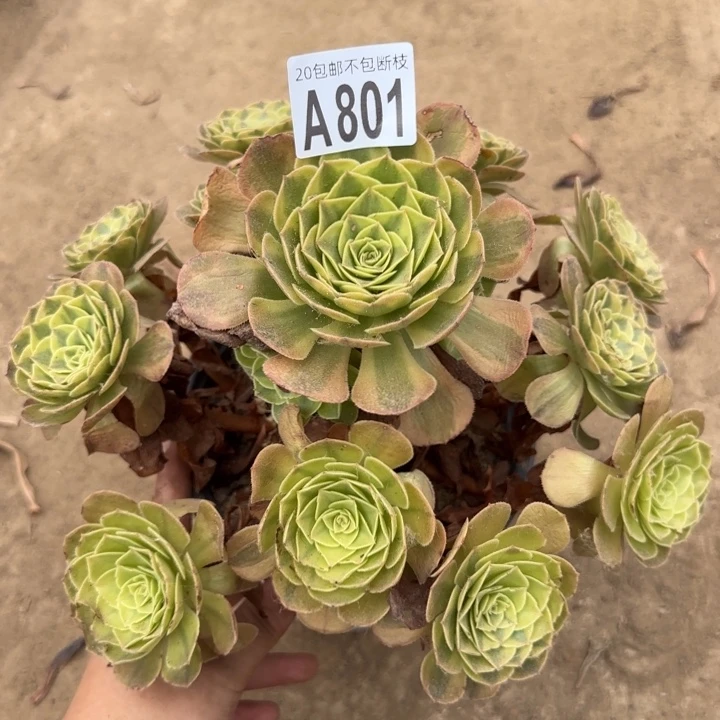 雨菏……多肉植物……