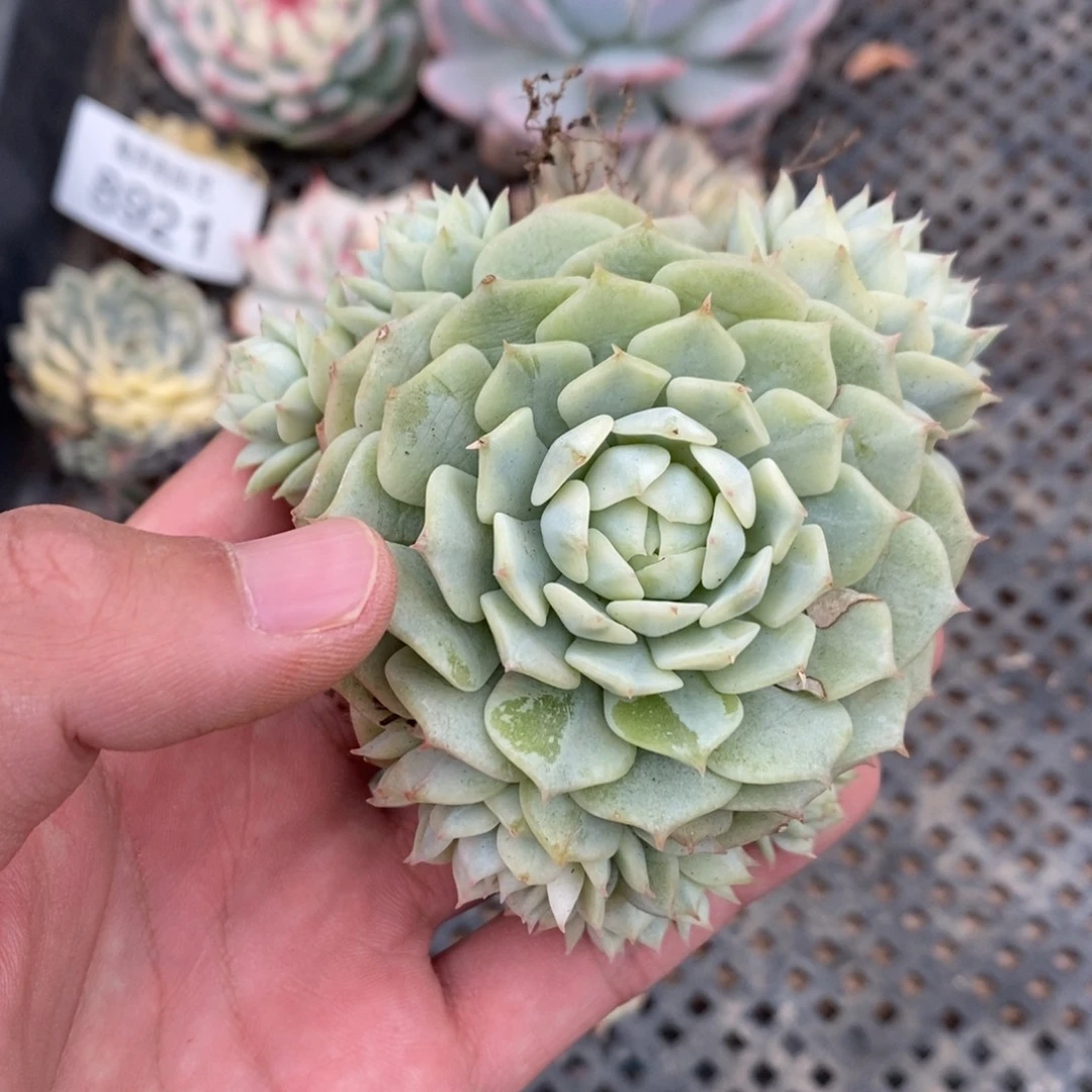 静夜锦多肉植物8927