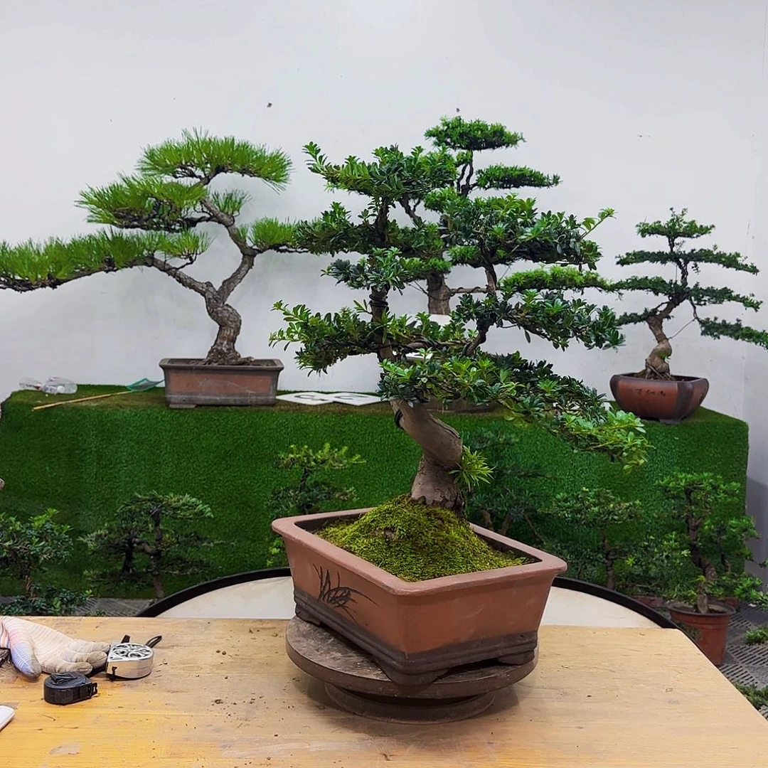 盆景盆景盆景盆景