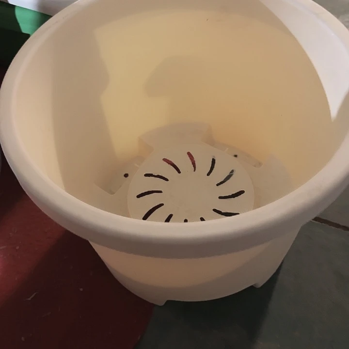 球根盆4号米黄无拖5个