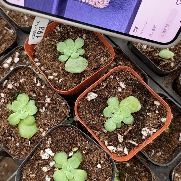 标193沉香一个量拍