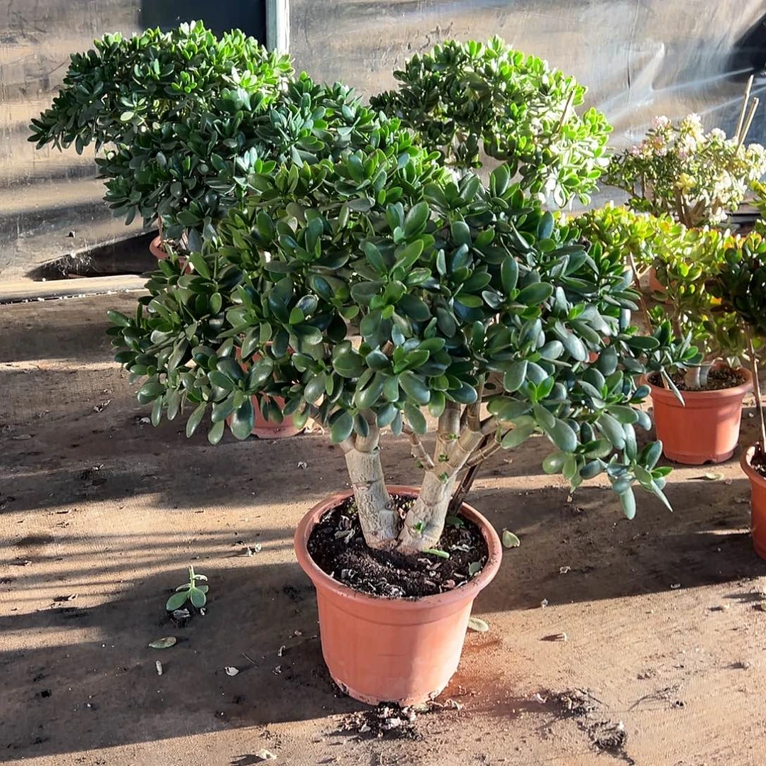 13年玉树发物流一物一拍