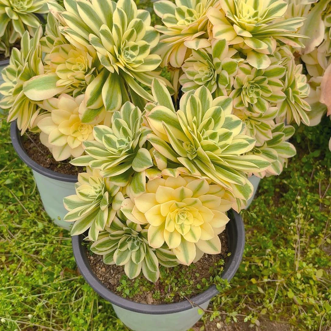 新尼亚砍头群多肉植物三颗