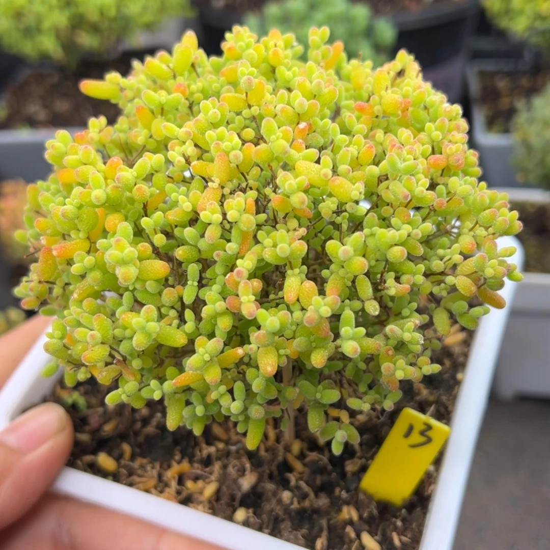 蜜橘糖球13号11.5cm盆