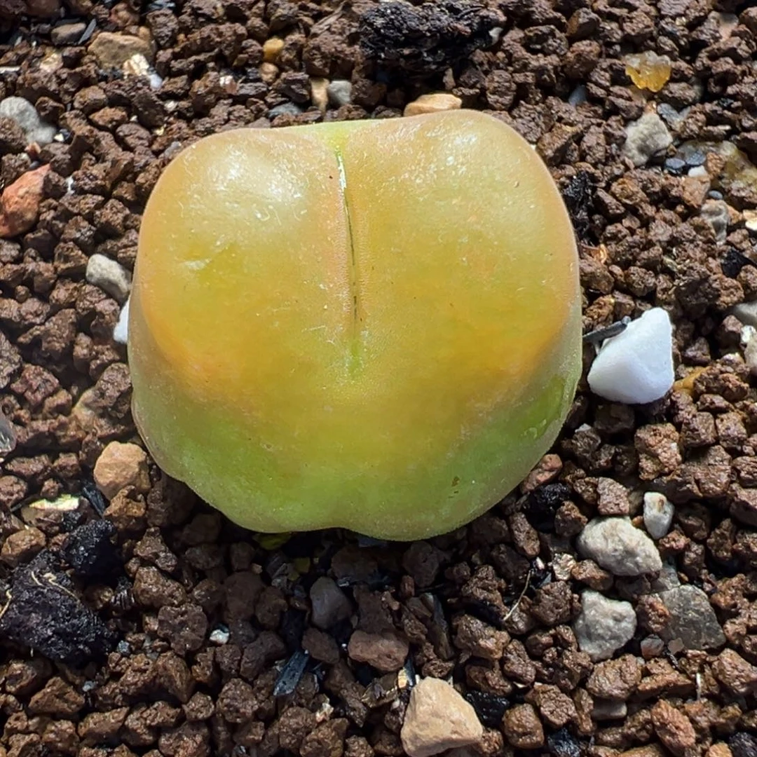 456多肉植物种类多样