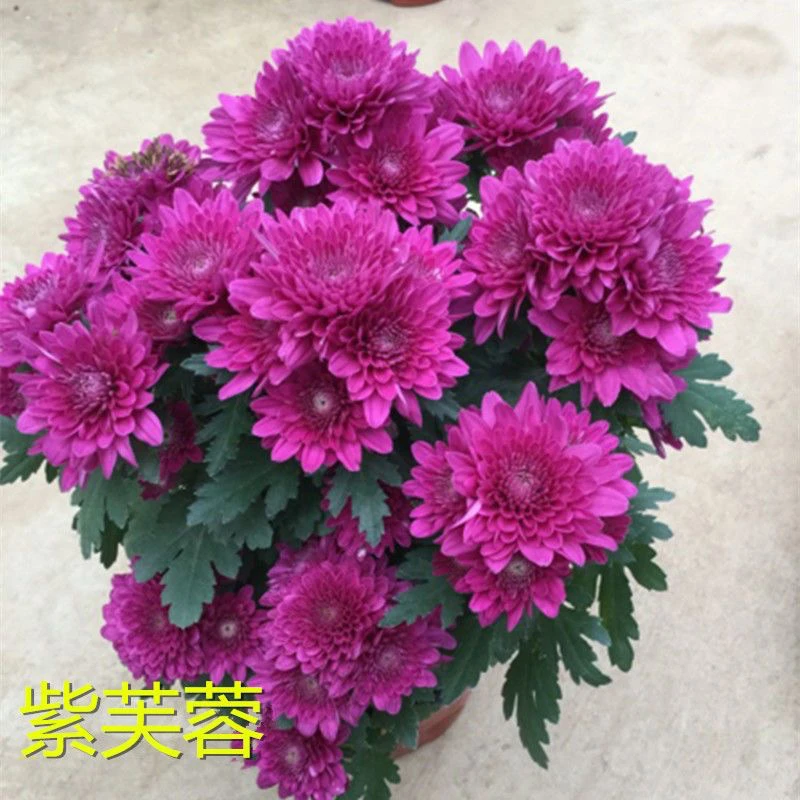 芙蓉菊带花苞带土