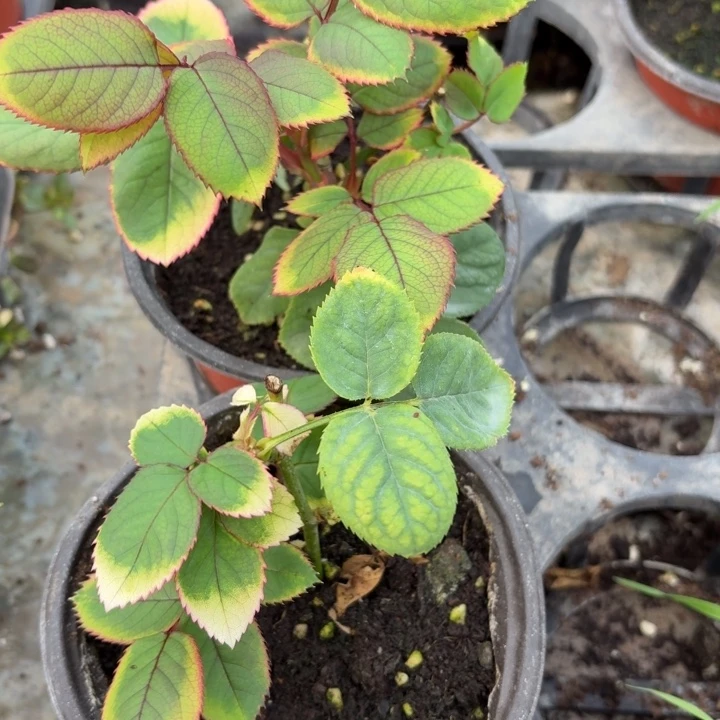 无花朵金刚扦插苗