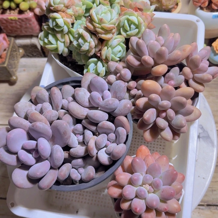 框拍一物一拍编号163