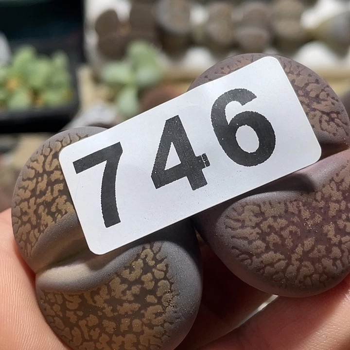 大部分花苞少量开放亦*生石花2颗746