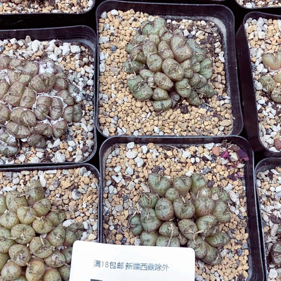 。**袁我的小姐姐们都是我的小可爱们731