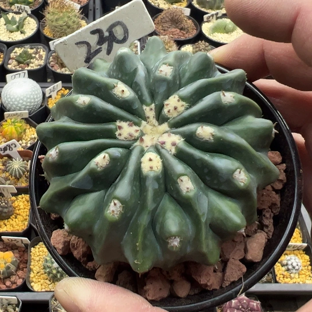 230无刺凌波实生仙人球