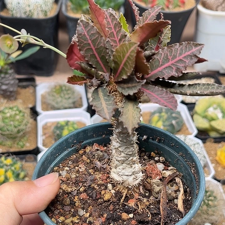 无花朵彩叶麒麟一颗