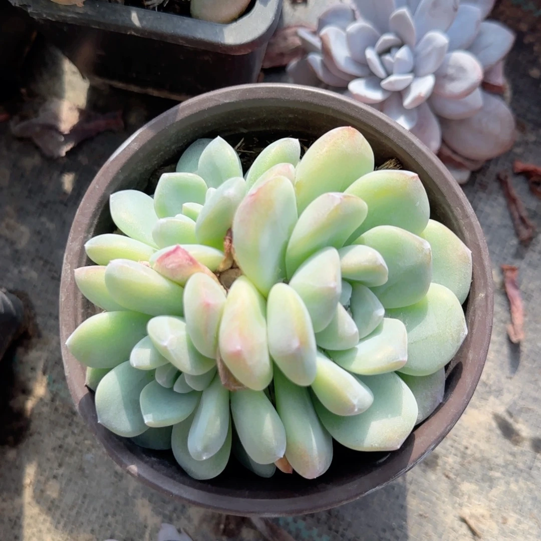 无花朵一块钱120三头冰玉福袋