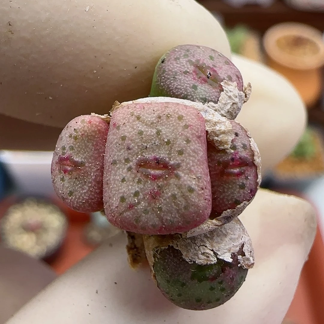 210编号紫纽扣福利