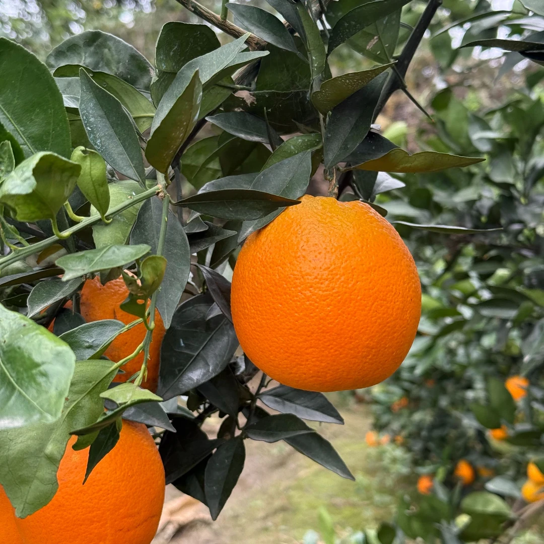 湖北宜昌正宗纽荷尔脐橙新鲜现摘酸甜爽口应季水果