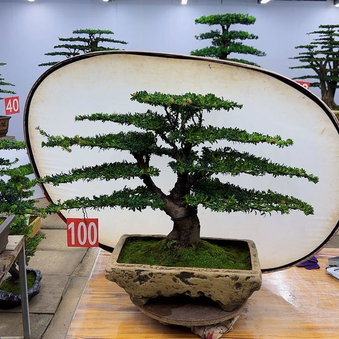 无花朵盆景直播间一物一拍