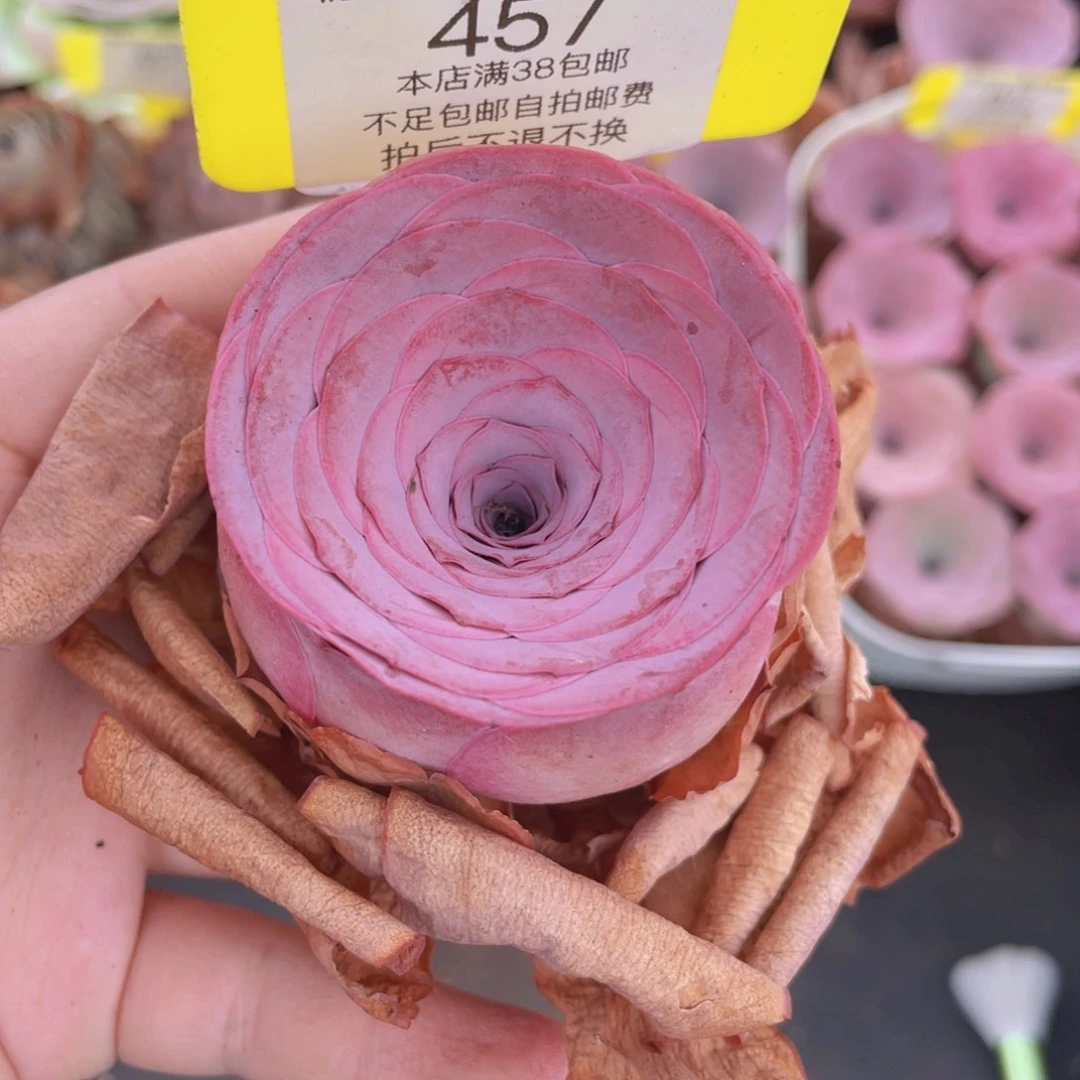 山地玫瑰457满38包邮裸根发货