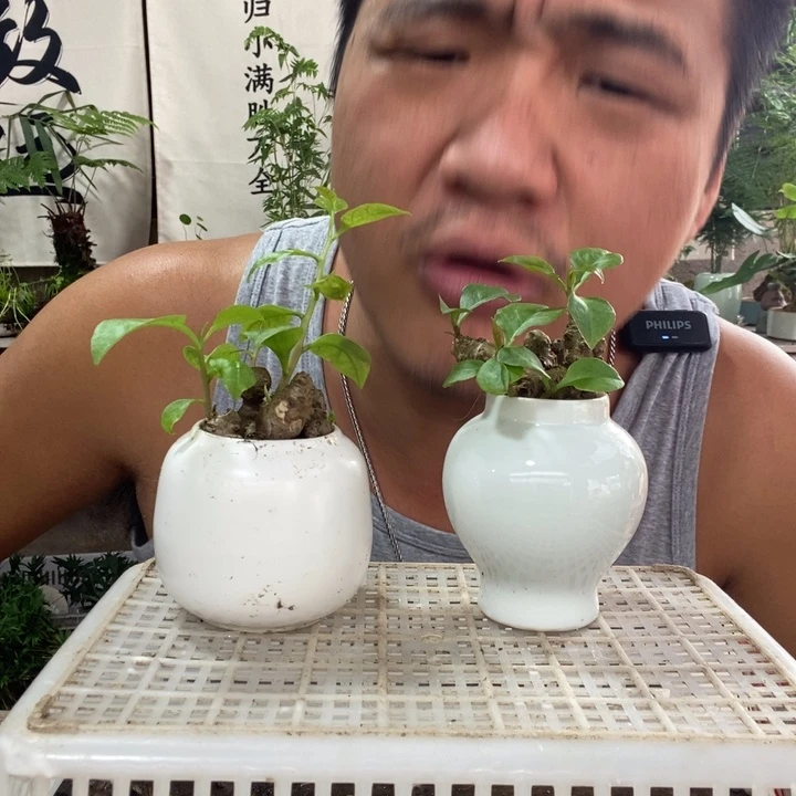 无花朵退款拉黑拉黑114