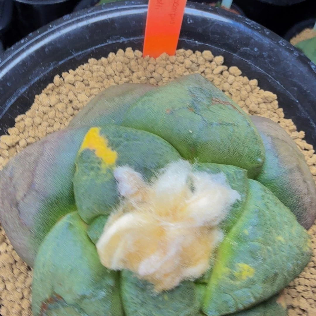 大丸连紫肌锦中心有锦了